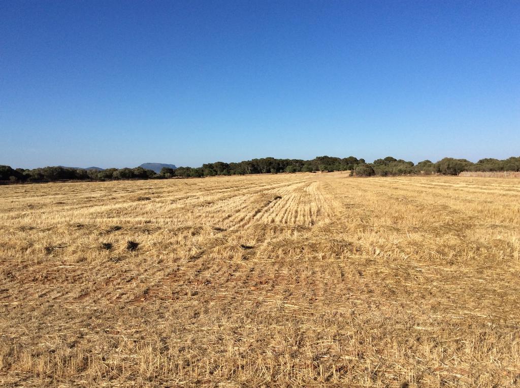 Sa Bassa Crua Agroturismo Sa Torre Екстериор снимка
